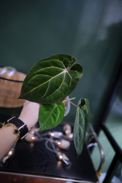 Anthurium Papillilaminum x Carlablackiae C1 (Plante C)