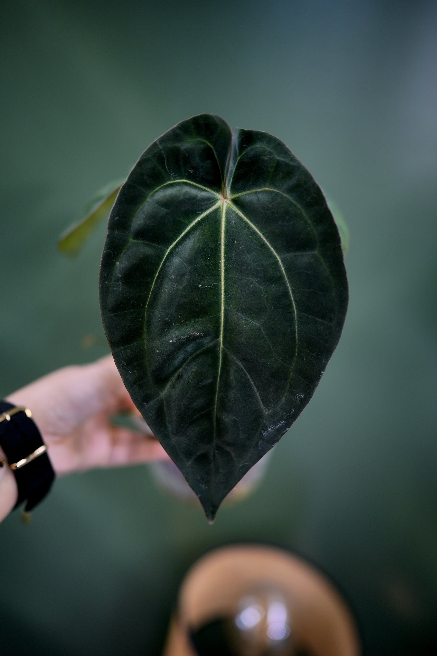 Anthurium Black Besseae Aff x Dark Phoenix Red Veins (Plante C)