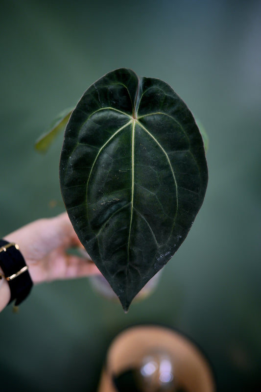 Anthurium Black Besseae Aff x Dark Phoenix Red Veins (Plante C)