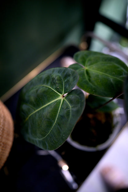 Anthurium Black Besseae Aff x Dark Phoenix Red Veins (Plante C)