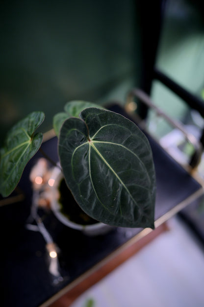 Anthurium Black Besseae Aff x Dark Phoenix Red Veins (Plante C)