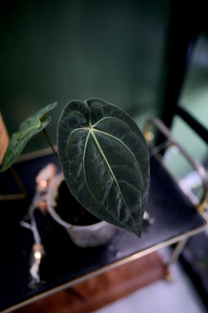 Anthurium Black Besseae Aff x Dark Phoenix Red Veins (Plante C)