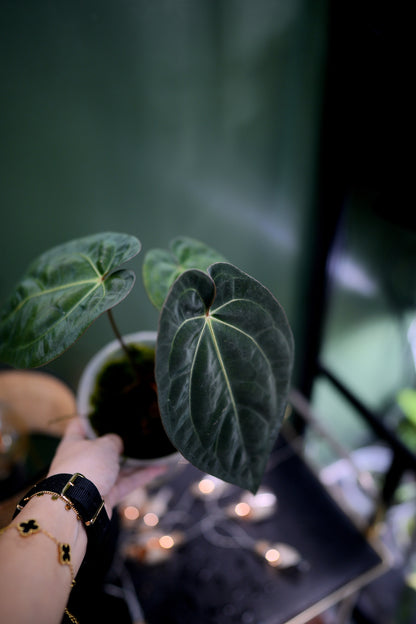 Anthurium Black Besseae Aff x Dark Phoenix Red Veins (Plante C)