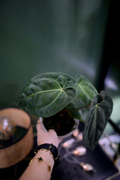 Anthurium Black Besseae Aff x Dark Phoenix Red Veins (Plante C)