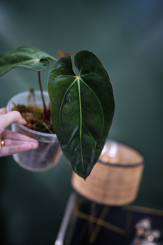 Anthurium Carlablackiae C1 x BVEP (Plante H)