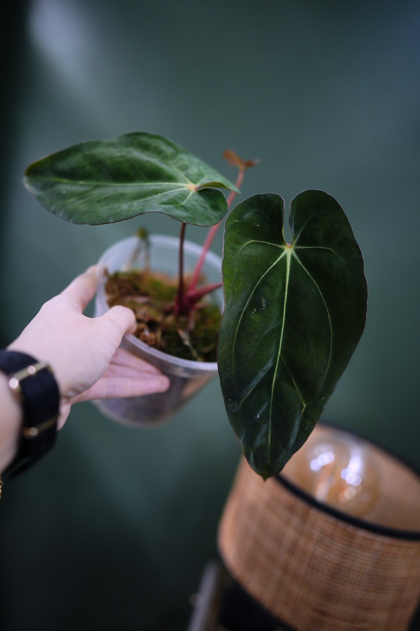 Anthurium Carlablackiae C1 x BVEP (Plante H)