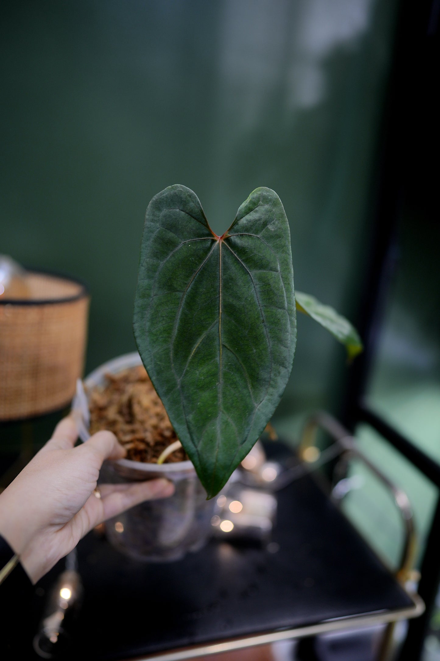 Anthurium Dark Phoenix Red Veins x Papillilaminum Ree Garden (B)