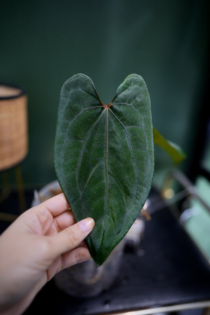 Anthurium Dark Phoenix Red Veins x Papillilaminum Ree Garden (B)