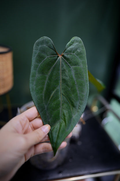 Anthurium Dark Phoenix Red Veins x Papillilaminum Ree Garden (B)