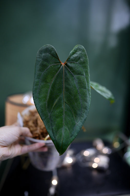 Anthurium Dark Phoenix Red Veins x Papillilaminum Ree Garden (B)