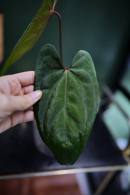 Anthurium Dark Phoenix Red Veins x Papillilaminum Ree Garden (B)