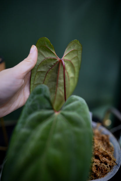 Anthurium Dark Phoenix Red Veins x Papillilaminum Ree Garden (B)