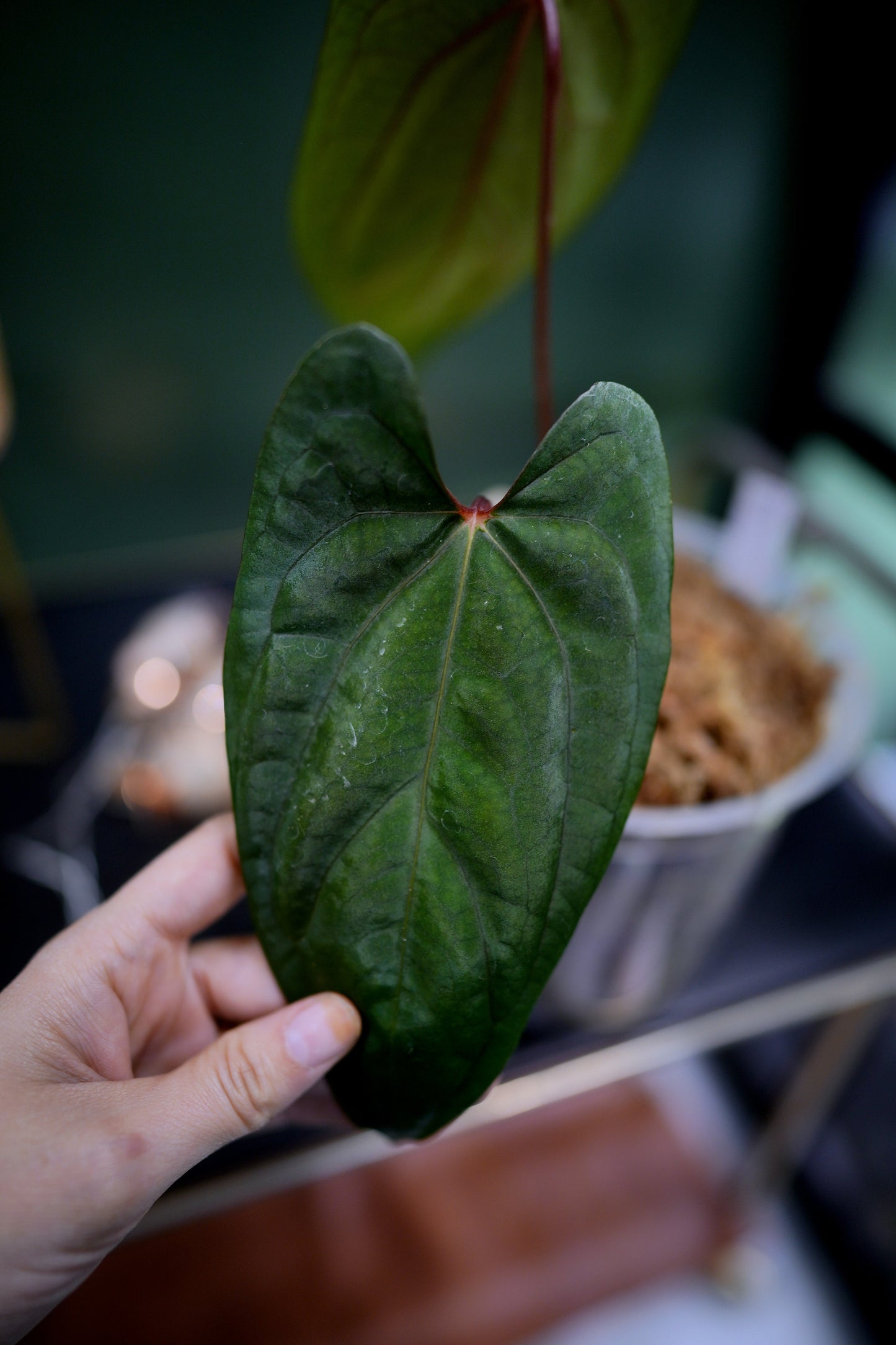 Anthurium Dark Phoenix Red Veins x Papillilaminum Ree Garden (B)