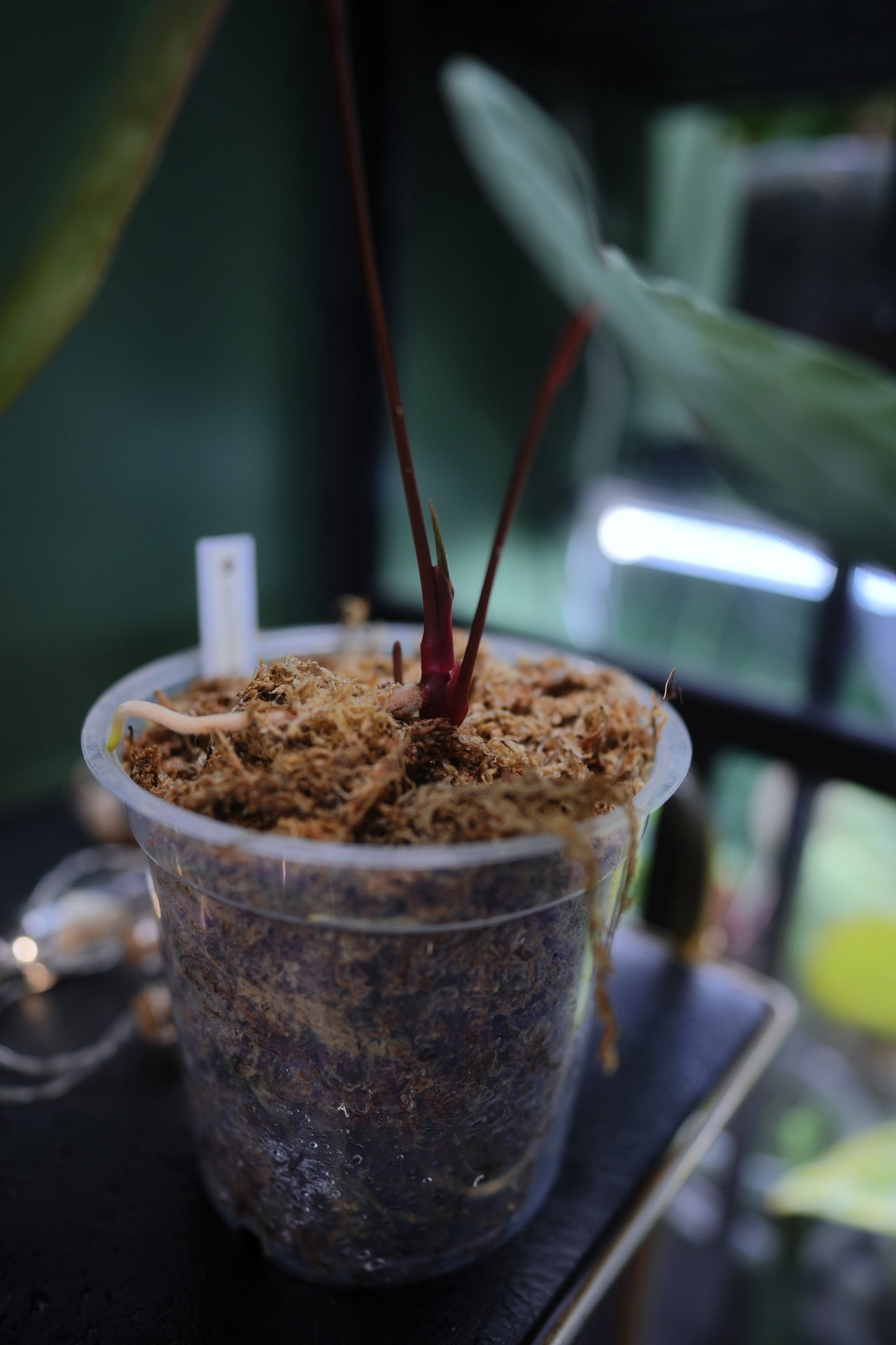 Anthurium Dark Phoenix Red Veins x Papillilaminum Ree Garden (B)