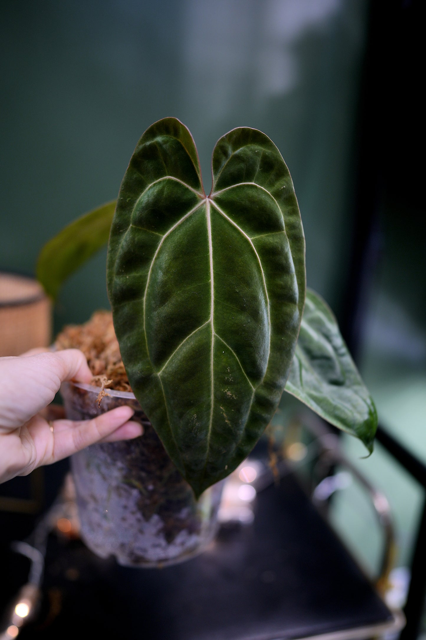 Anthurium Black Besseae Aff x Dark Phoenix Red Veins (Plante D)