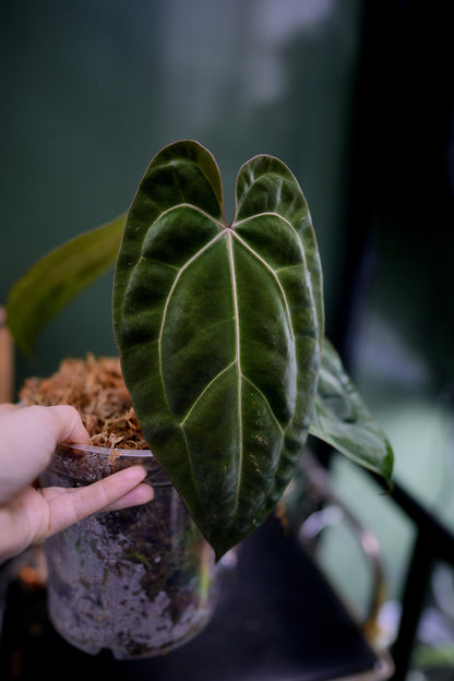 Anthurium Black Besseae Aff x Dark Phoenix Red Veins (Plante D)