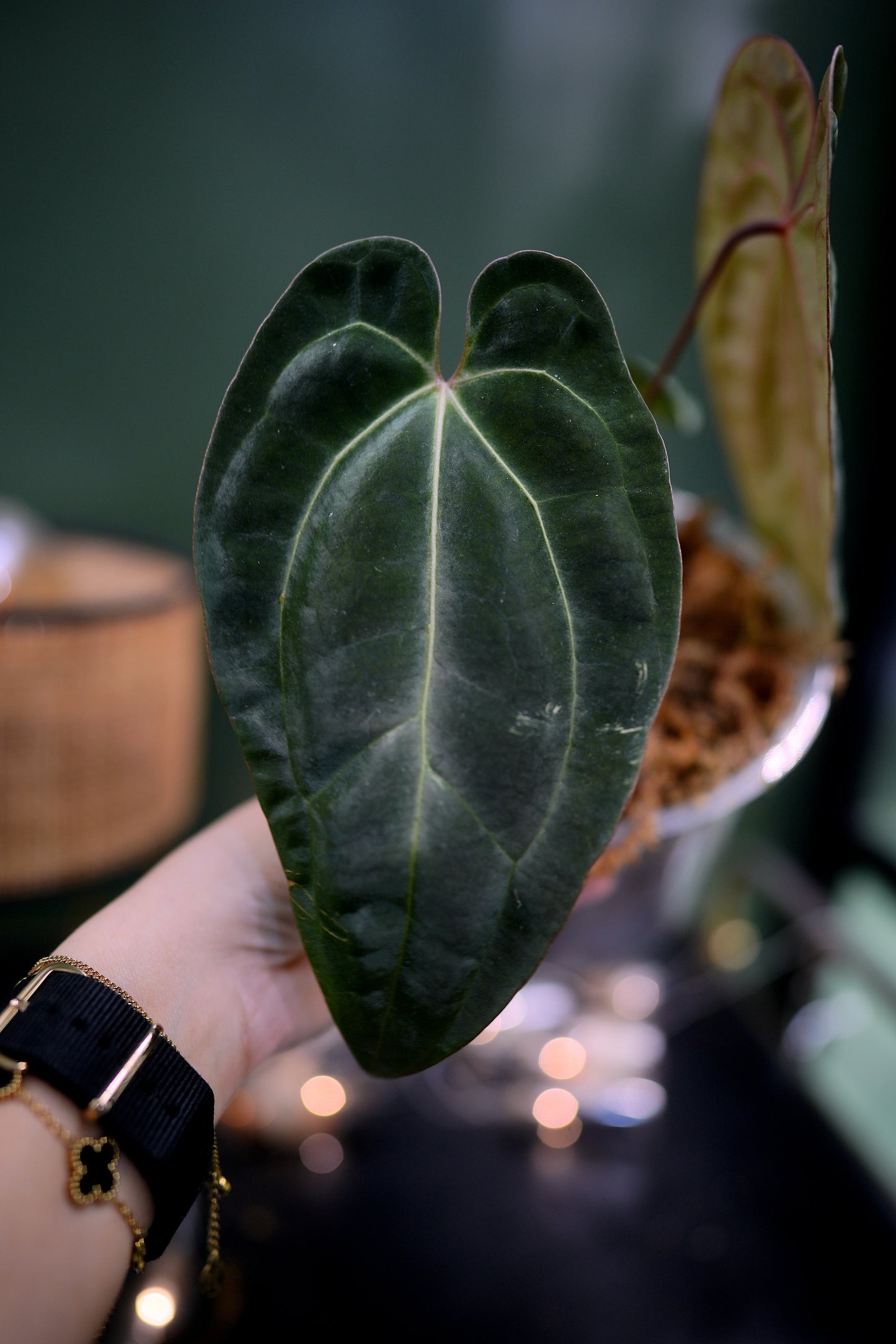 Anthurium Black Besseae Aff x Dark Phoenix Red Veins (Plante D)