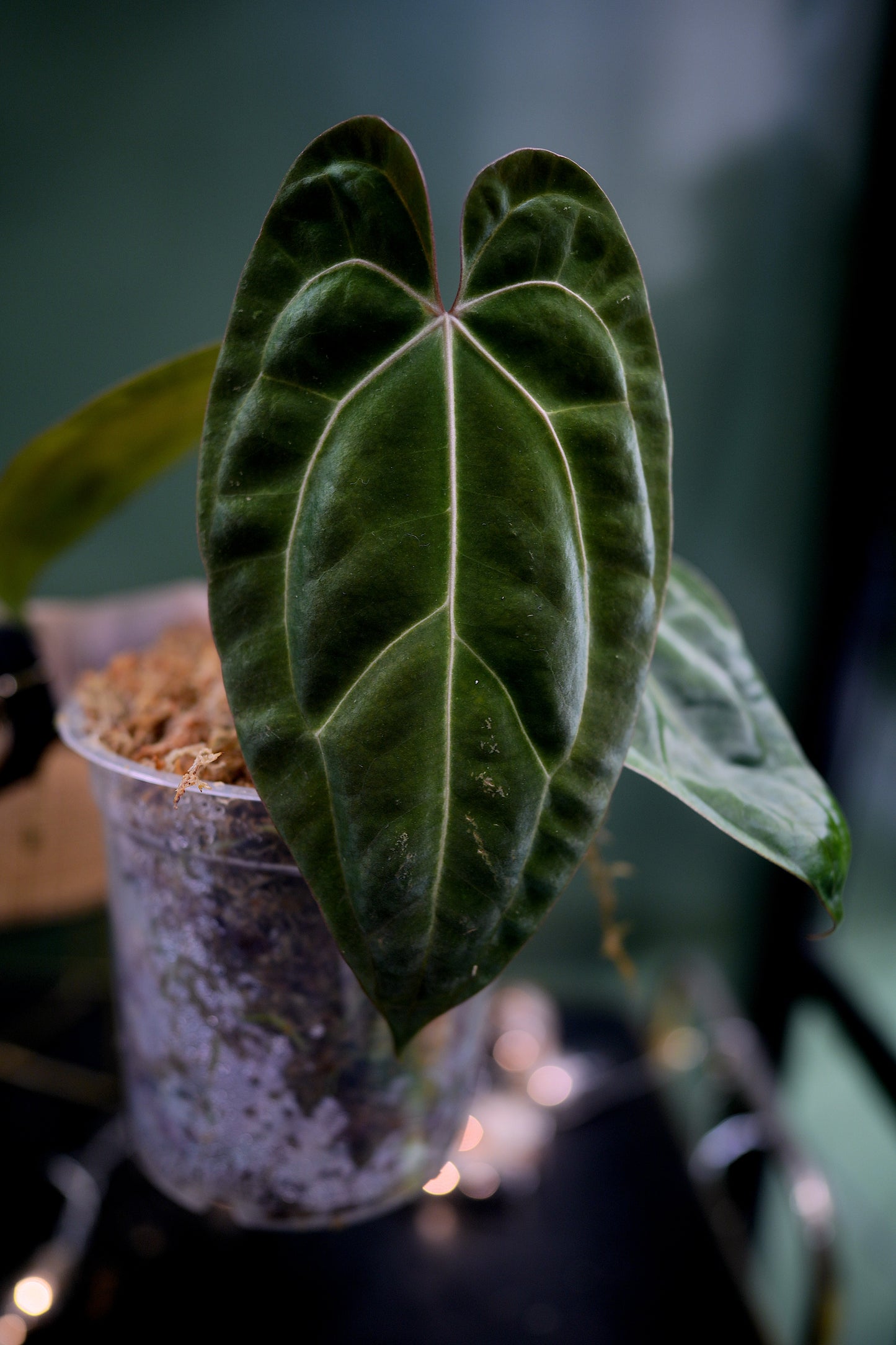 Anthurium Black Besseae Aff x Dark Phoenix Red Veins (Plante D)