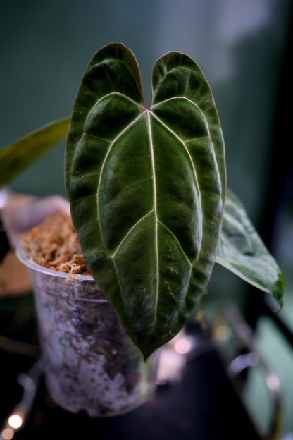 Anthurium Black Besseae Aff x Dark Phoenix Red Veins (Plante D)