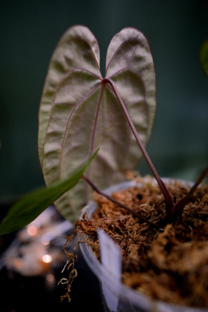 Anthurium Black Besseae Aff x Dark Phoenix Red Veins (Plante D)