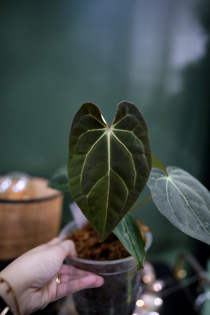 Anthurium Papillilaminum x Carlablackiae C1 (D)