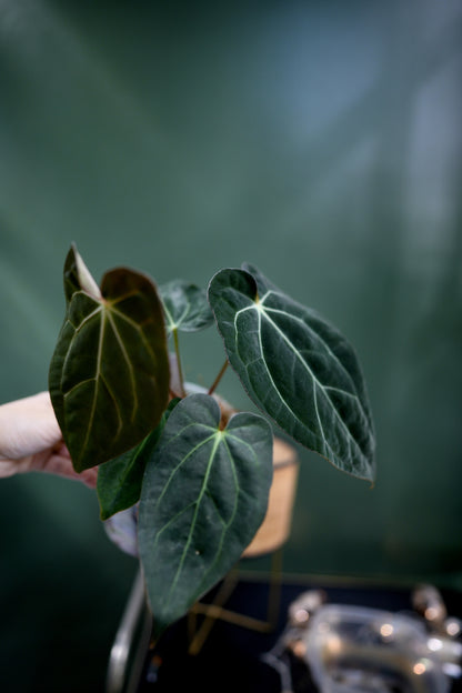 Anthurium Papillilaminum x Carlablackiae C1 (D)