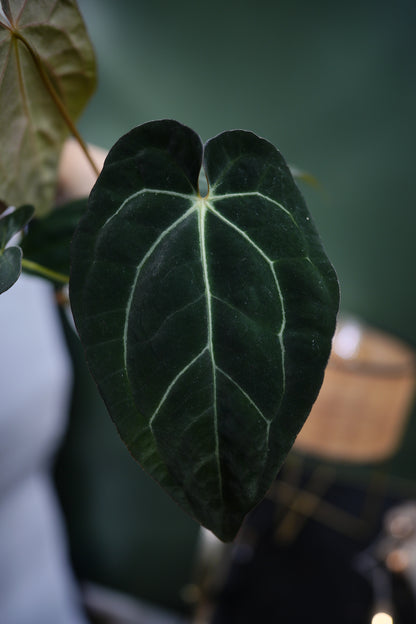 Anthurium Papillilaminum x Carlablackiae C1 (D)