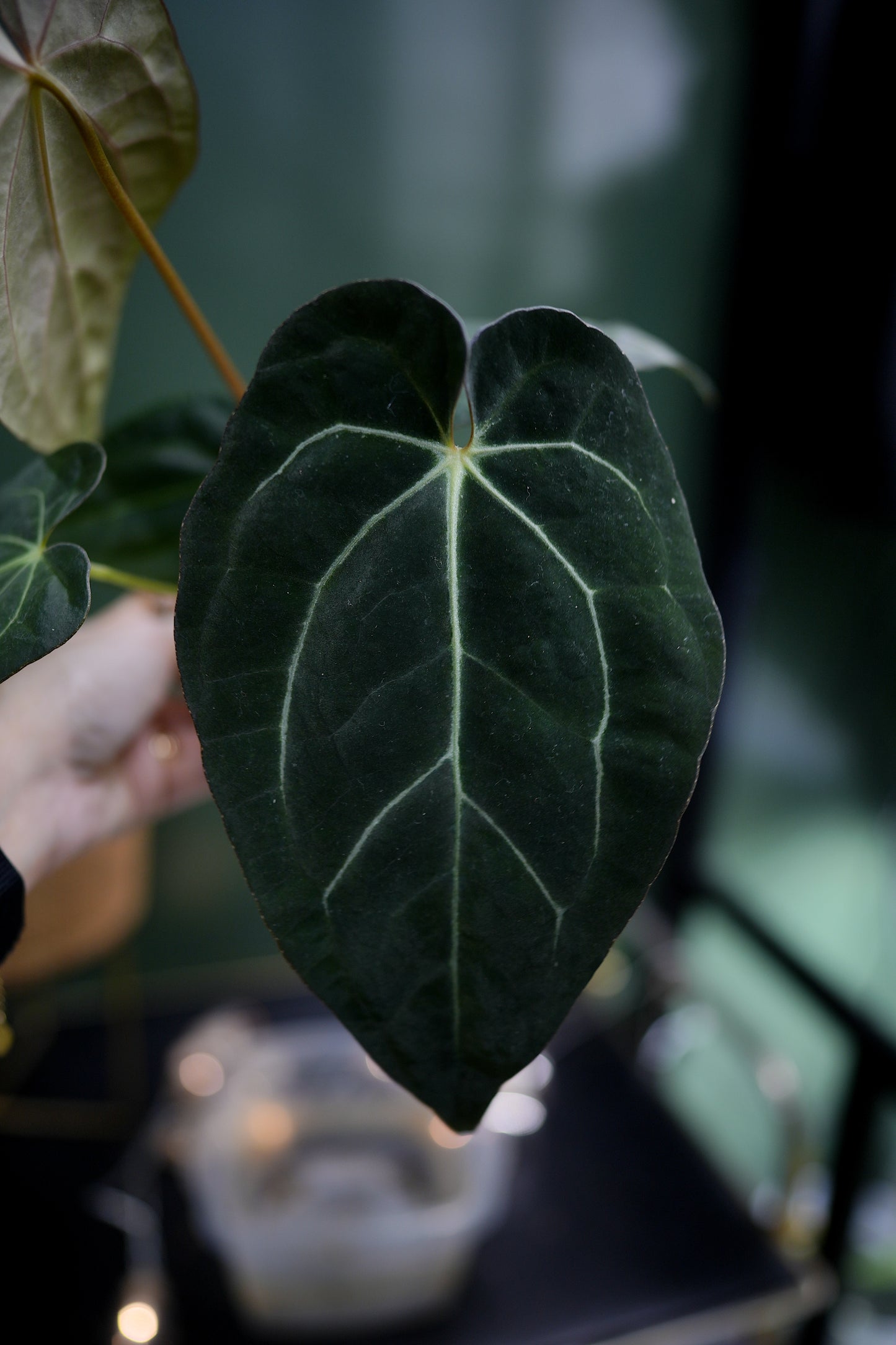 Anthurium Papillilaminum x Carlablackiae C1 (D)