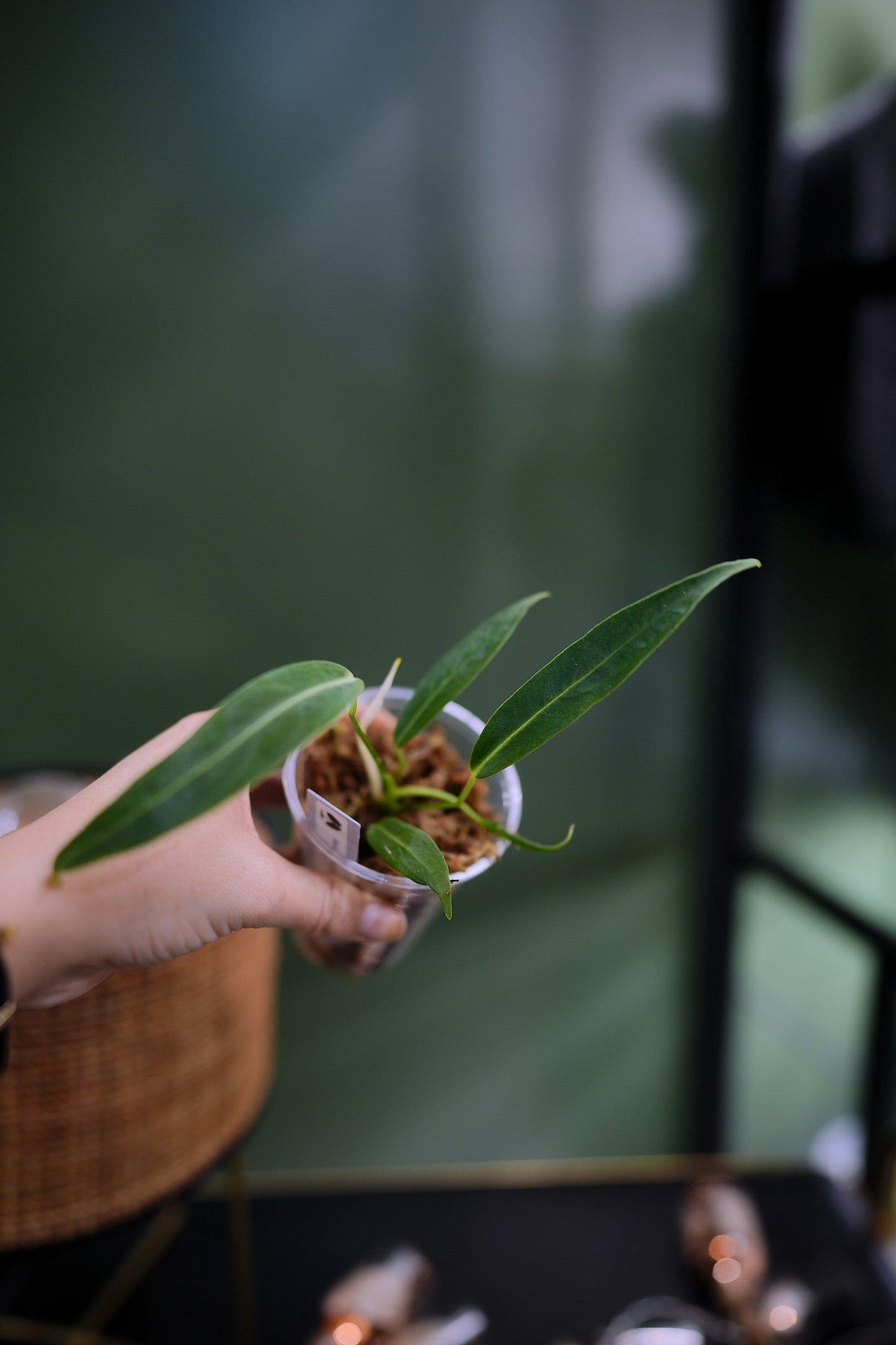 Anthurium Warocqueanum Long form (Clone)