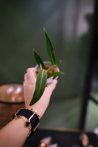 Anthurium Warocqueanum Long form (Clone)