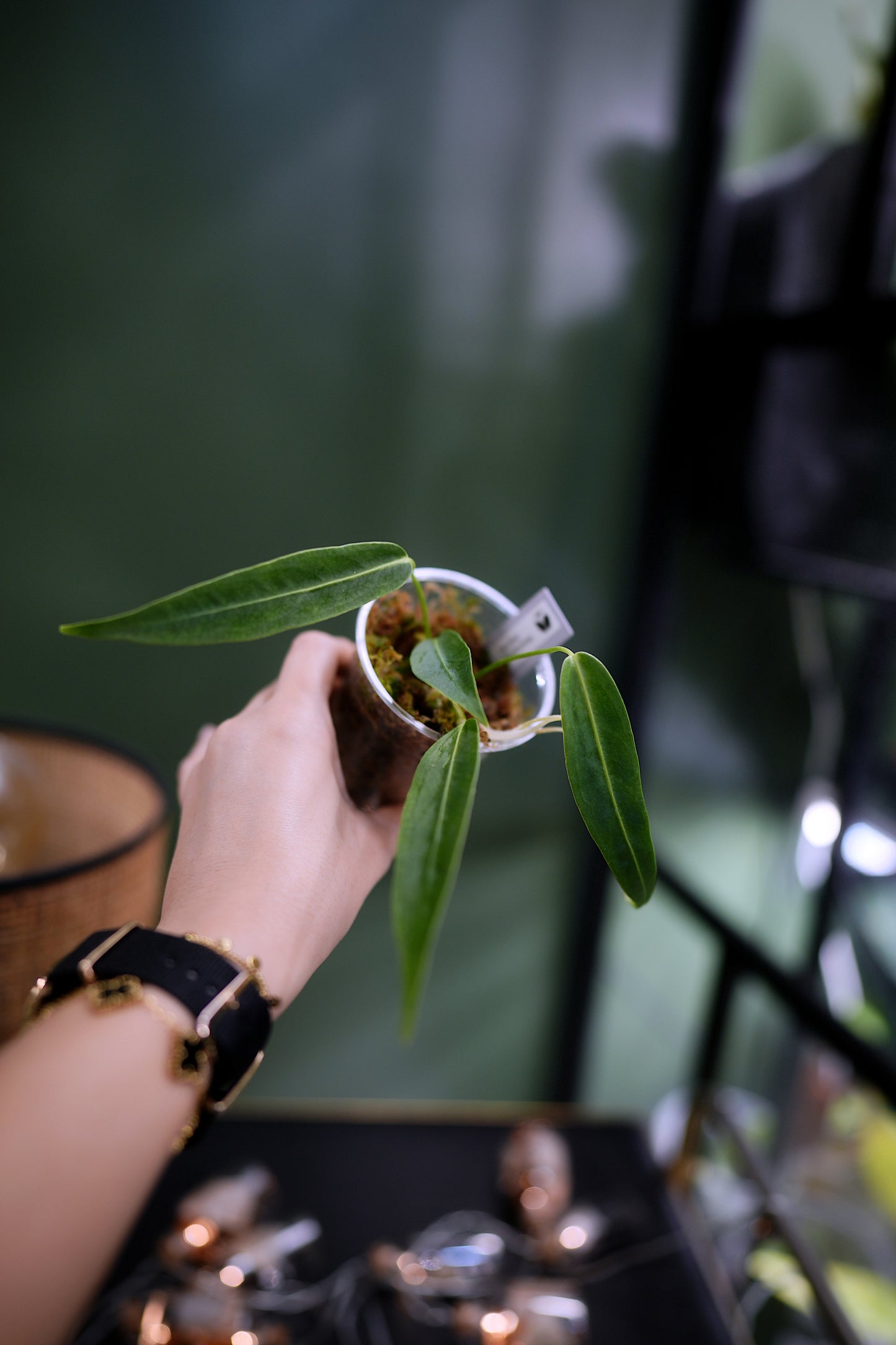 Anthurium Warocqueanum Long form (Clone)