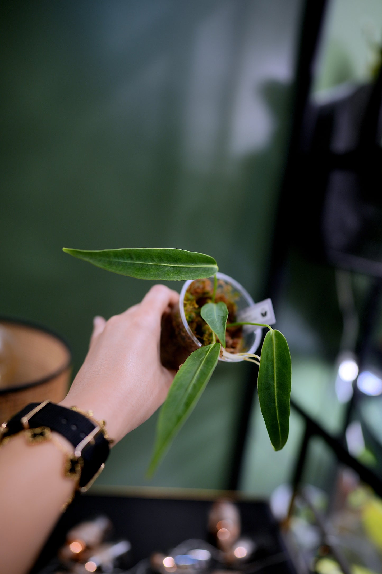 Anthurium Warocqueanum Long form (Clone)