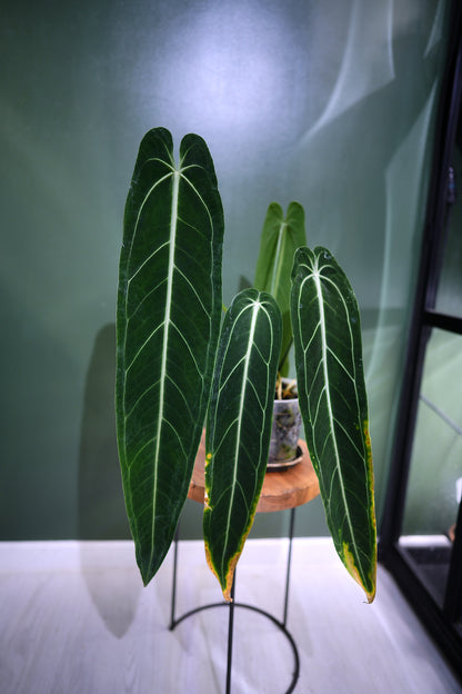 Anthurium Warocqueanum Long form (Clone)