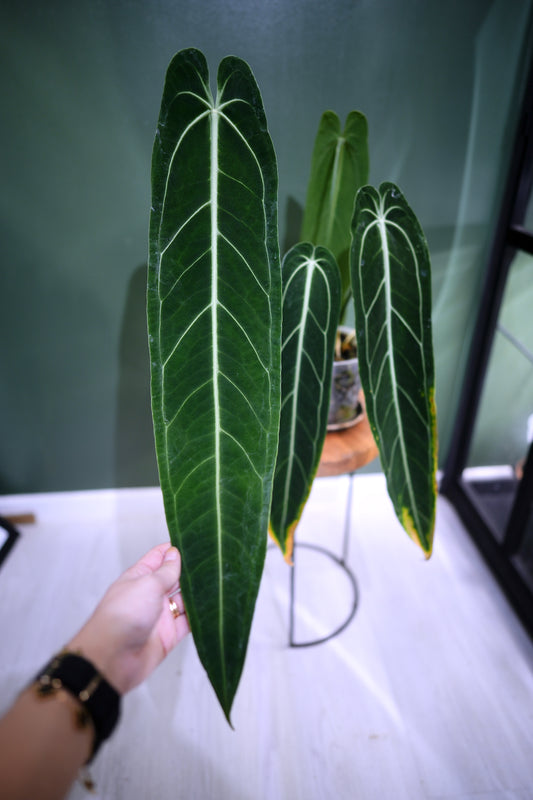 Anthurium Warocqueanum Long form (Clone)