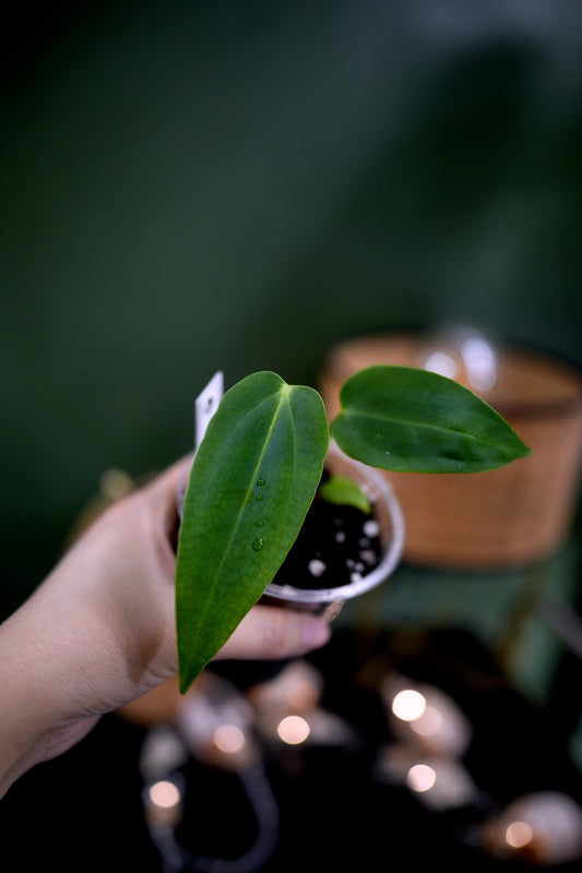 Anthurium Black Besseae aff x Warocqueanum Esmeralda (Wide ears)