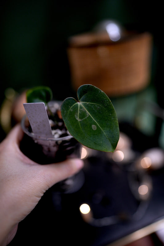 Anthurium Crystal Mag (Pink sinus) x RgDress Carla BVEP