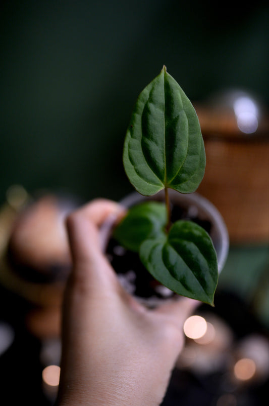 Anthurium Dark Phoenix Blue Papi x Besseae Aff BVEP