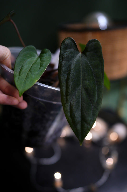 Anthurium Dark Phoenix Red Veins x Papillilaminum Ree Garden (A)