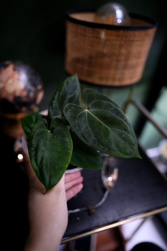 Anthurium Dark Phoenix Red Veins x Papillilaminum Ree Garden (C)