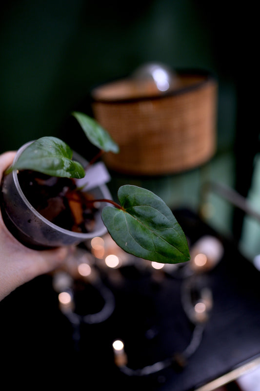 Anthurium Dark Phoenix Red Veins x Papillilaminum Ree Garden (D)