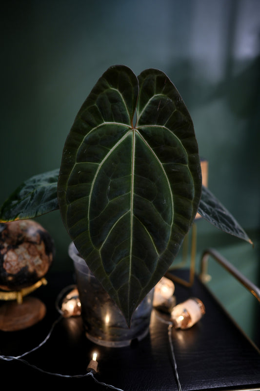 Anthurium Black Besseae Aff x Dark Phoenix Red Veins (Plante D)