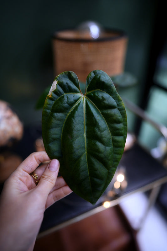 Anthurium Black Besseae Aff x Dark Phoenix Red Veins (Plante A)