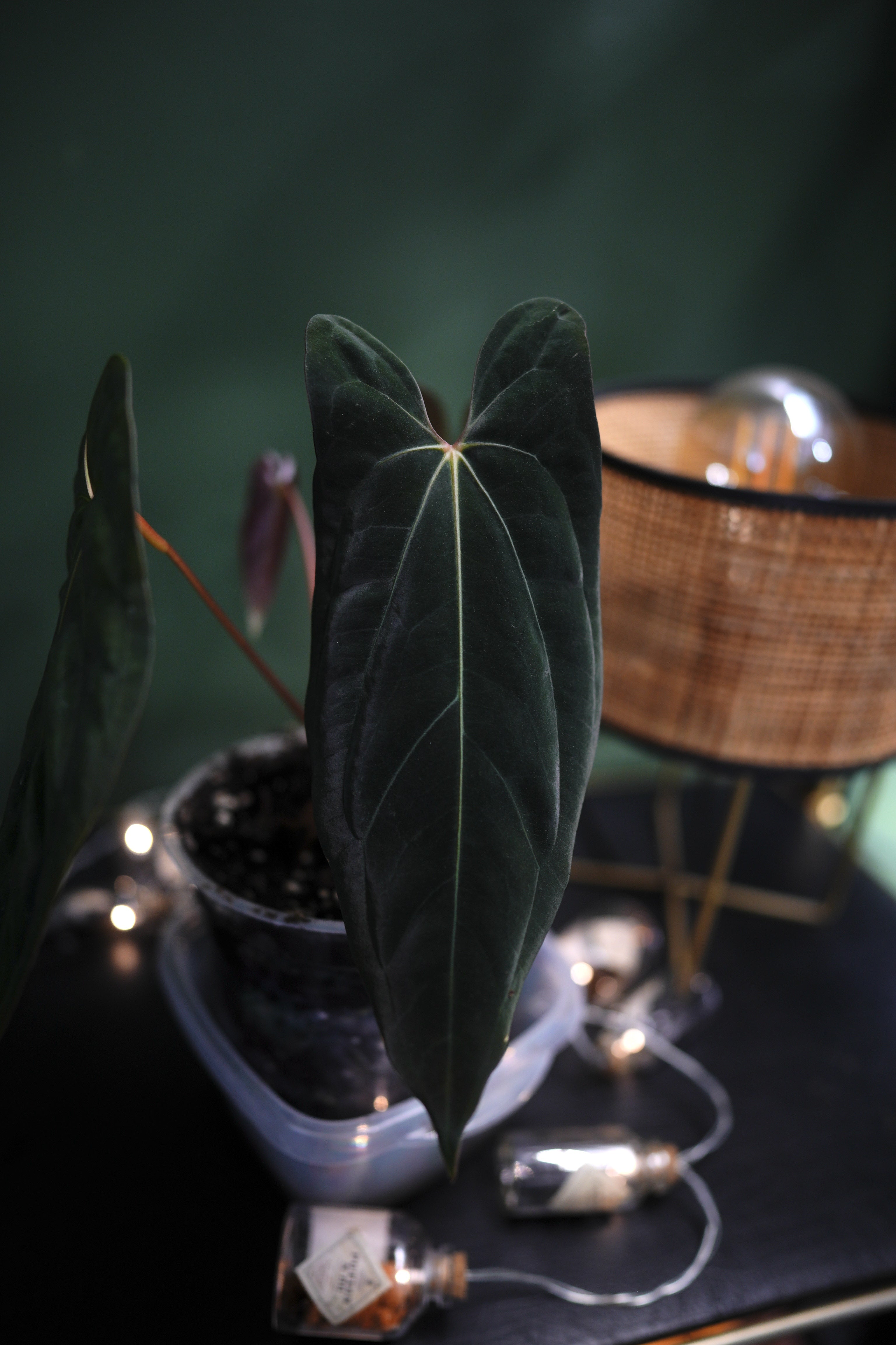 All plants – ANTHURARIUM