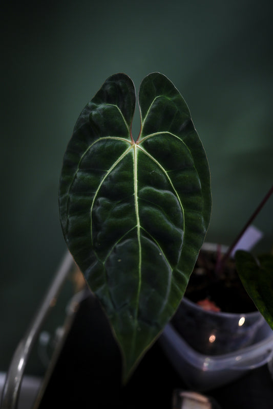 Anthurium Black Besseae Aff x Dark Phoenix Red Veins (Plante A)