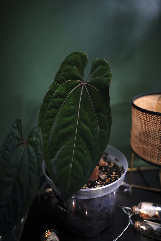 Anthurium AOS x Darkest Panama