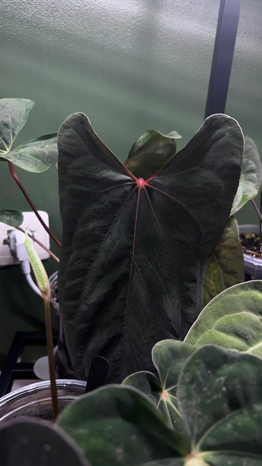 Anthurium Fort Sherman x Ralph Lynam Clone