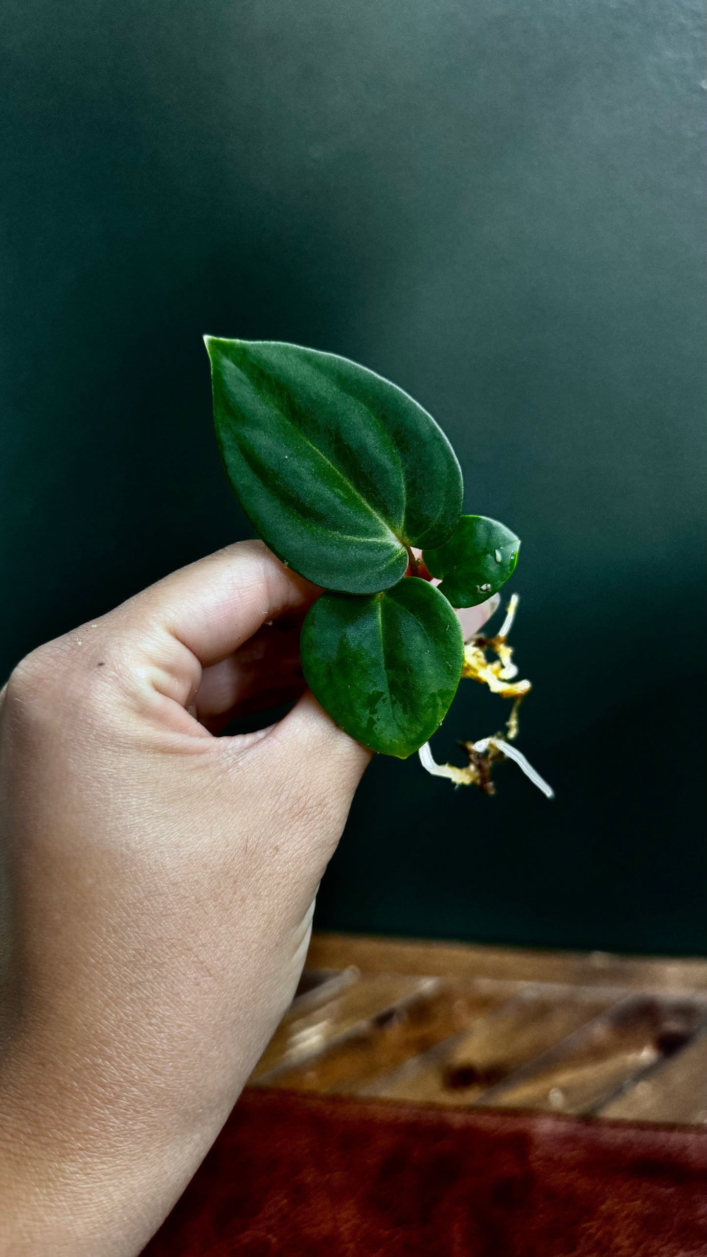 Anthurium RG Dressleri Carla BVEP x Carlablackiae C1 (Small)