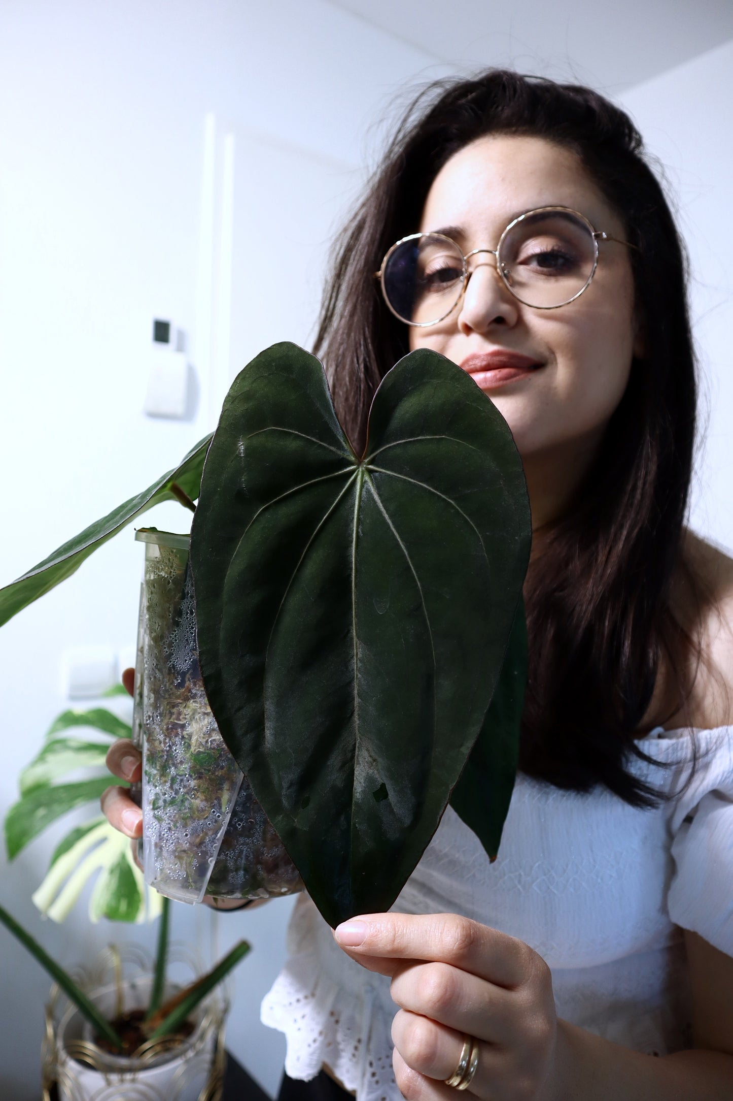 Anthurium Rio Guanche Dressleri Carla "Amanda" x Carlablackiae C1