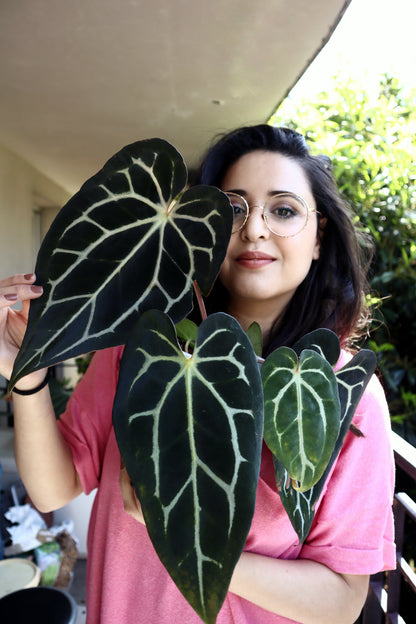 Anthurium Carlablackiae C1 (self) Seeds