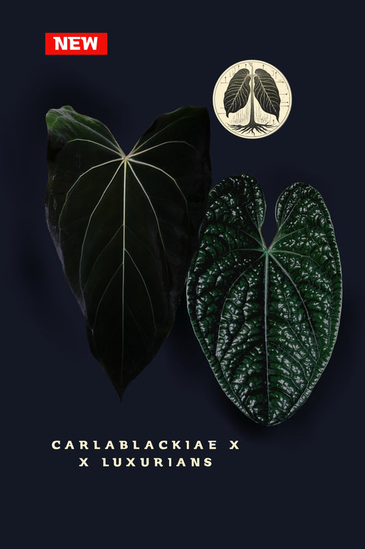 Anthurium Carlablackiae x X Luxurians